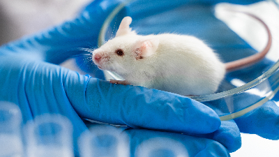 Na ocasião, serão debatidos temas relevantes acerca da do bem-estar animal (Foto: Getty Images)